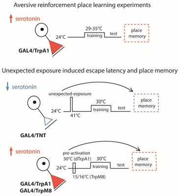 Discrete Serotonin Systems Mediate Memory Enhancement and Escape Latencies after Unpredicted Aversive Experience in Drosophila Place Memory